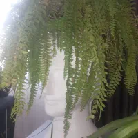 گل طبیعی ابشاری