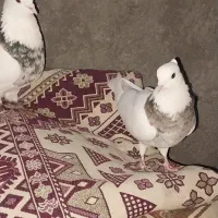 کبوتر|پرنده|لنجان, |دیوار