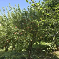 باغ 1204 متری با ویلای دوبلکس(تنگه واشی) فیروزکوه|فروش خانه و ویلا|فیروزکوه, |دیوار