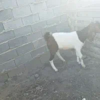 بز جوان|حیوانات مزرعه|علی‌آباد کتول, |دیوار