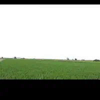 مشارکت ساخت ساز مرغداری50هزارتایی شرط اجاره