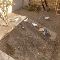 ۹ عدد کبوتر دونه ای ۱۵۰|پرنده|خوانسار, |دیوار