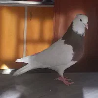 نر طوقی سرخ|پرنده|زاغه, |دیوار