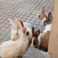 ۴تاخرگوش معاوضه|موش و خرگوش|کرمانشاه, |دیوار