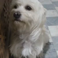 فروش سگ پاپی قیمت سه ملیون تمن