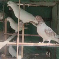 کبوتر پرشی|پرنده|سیرجان, |دیوار