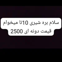 10تا بره شیری گمشدن