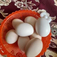 تخم مرغ محلی درشت دانه‌ای ۱۷