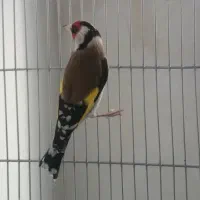 یک عدد سهره نر ۱ ساله