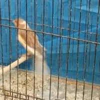 خریدفروش انواع پرنده مرغی خروس