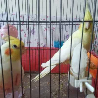 عروس هلندی زیبا وجوان وخونگرم قشنگ|پرنده|زنجان, |دیوار