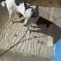 سگ گرگی|سگ|کهریزک, |دیوار