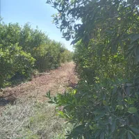 خریدوفروش انواع لیمو ها و پرتقال وپر ۱۴۵هزارتومان|خدمات باغبانی و درختکاری|دزفول, |دیوار