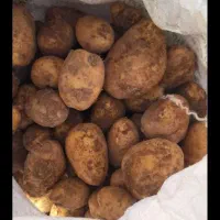 سیب زمینی تازه