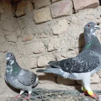 نرو ماده ریش و نرو ماده ابلغ|پرنده|هامون, |دیوار