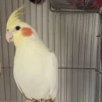 عروس هلندی حفت مولد