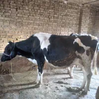 گاو  و گوساله