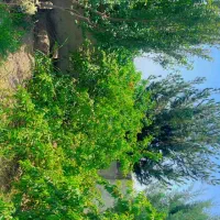 430 متر باغ ویلا|فروش خانه و ویلا|رباط‌کریم, انجم آباد|دیوار