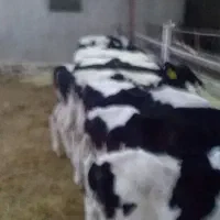 ۱۵راس .گوساله نر هلشتاین واکسن خورده سالم