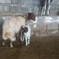 میش و بره جوان و شک داشتی جدا