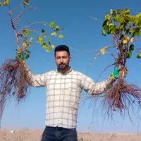 نهال انگور همه رقم