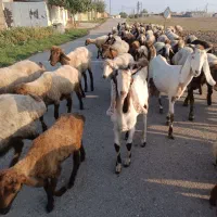 نر بزغاله پاکستانی|حیوانات مزرعه|مینودشت, |دیوار