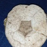 سنگهای کلکسیونی|کلکسیون اشیاء عتیقه|تکاب, |دیوار