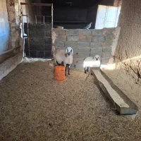 میش و بره|حیوانات مزرعه|سنگان, |دیوار