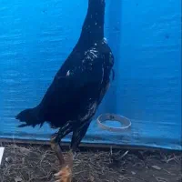 جوجه اوشامو|حیوانات مزرعه|رشت, عینک|دیوار