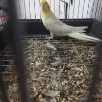 عروس هلندی سالم