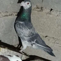کبوتر|پرنده|شیراز, آبیاری|دیوار