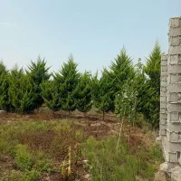 زمین-شهرکی-پلاک-یک-جنگل