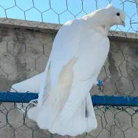 کفتر سفید کلایی پرپا گم کردم مژدگانی دارد