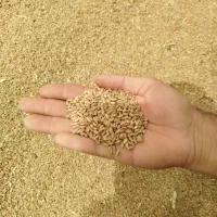 گندم آفتاب