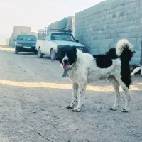 سگ.توله.قدرجونی
