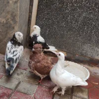 کفتر|پرنده|مرند, |دیوار