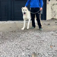 توله خراسانی|سگ|کوچصفهان, |دیوار