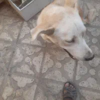 ماده هاسکی کرم|سگ|شیراز, سیاه سنگ|دیوار