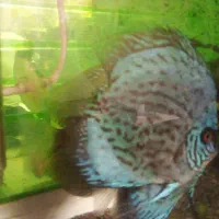 دو عدد دیسکس ۶ اینچی جفت