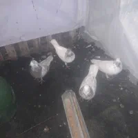 کفتر ی پر دو پر جوجه ۳ ماه ۴ماه پرشی و رنگی|پرنده|مشکیندشت, |دیوار