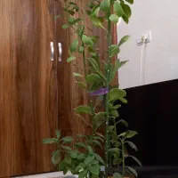 گل طبیعی|گل و گیاه طبیعی|شاهینشهر, گرگاب|دیوار