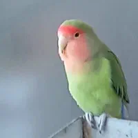 کوتوله فیشر بالغ نر|پرنده|خمینیشهر, |دیوار