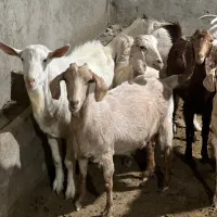 بز شیرا و دوقلو زا ابستن سنگین|حیوانات مزرعه|یزد, |دیوار
