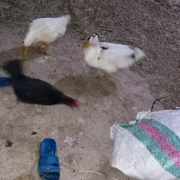 اردک نرو ماده