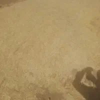 فروشی تحویل در انبار دامدار کاه درجه یک یک ۳۷۰۰