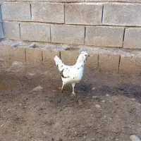 مرغ وخروس|حیوانات مزرعه|مسجد سلیمان, |دیوار