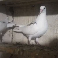 کبوتر کفتر مفت|پرنده|چالدران, |دیوار