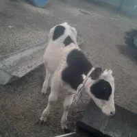 گوساله نر|حیوانات مزرعه|رامشیر, |دیوار