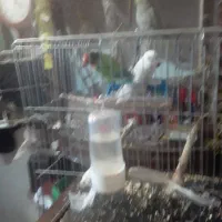 کوتله نر ماده چشم شرابی  یک میلیون  صد