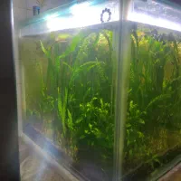 فروش اکواریوم با تمام وسایلاش|ماهی|نقده, |دیوار